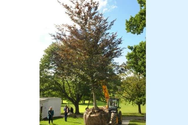 Remembrance tree being planted