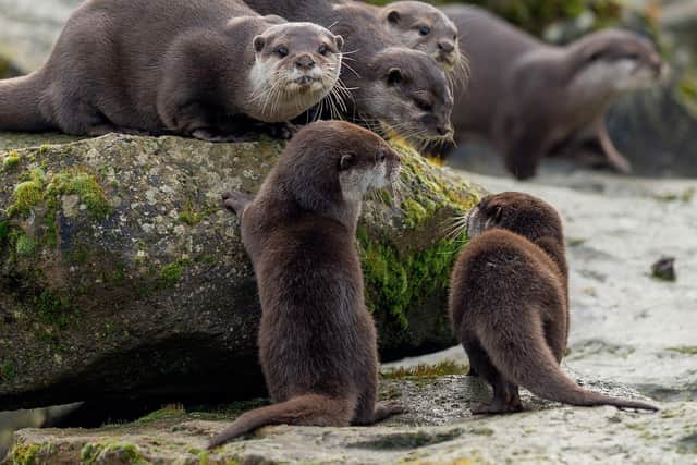 Otter pups with their family, Woburn Safari Park
