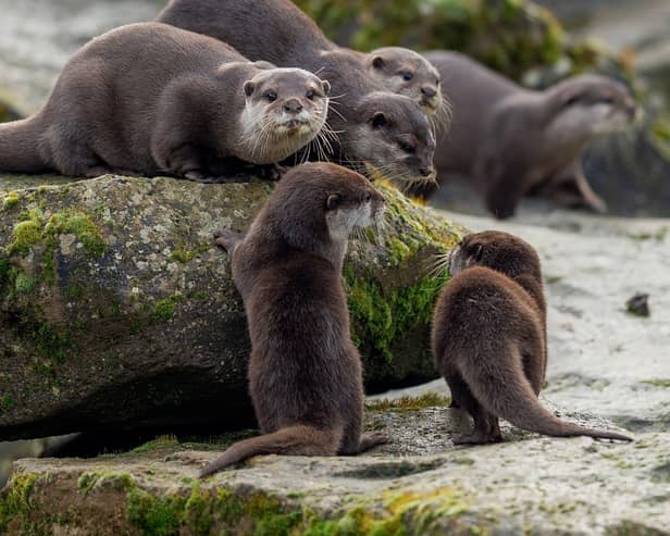 Otter pups with their family, Woburn Safari Park