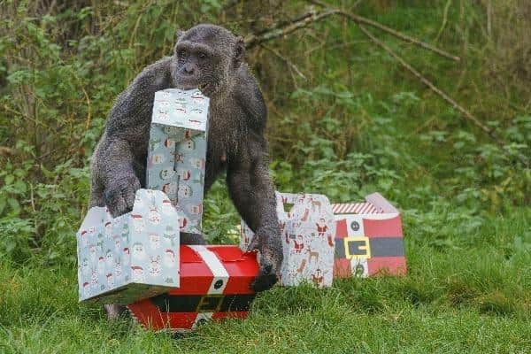 Adult male chimpanzee Grant grabbed as many presents as he could to enjoy his species-specific treats later