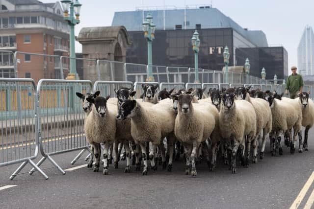 Sheep Over London Bridge