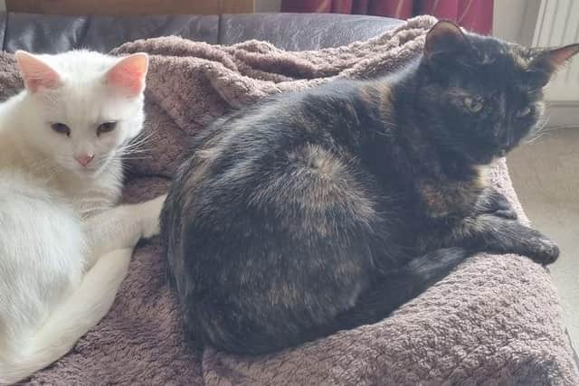 Marshmellow and Cookie