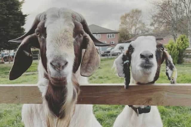 Gary and Gertie would need to be rehomed together.