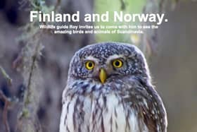 Pygmy Owl
