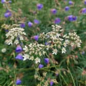 A wild patch for hedgehogs and wildlife.