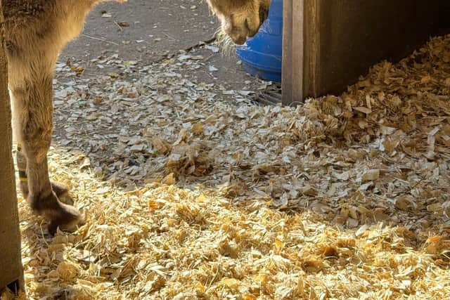 Muffin, the oldest donkey on the farm.
