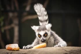 More than a dozen dangerous wild animals are privately kept by people in Dacorum, photo from Danny Lawson PA Images