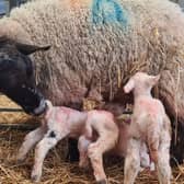 Visitors will have the chance to meet newborn lambs