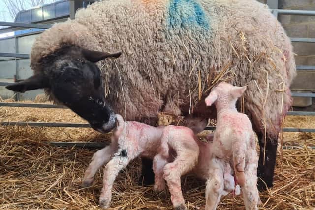 Visitors will have the chance to meet newborn lambs