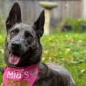 Mia has spent almost her entire life in RSPCA care