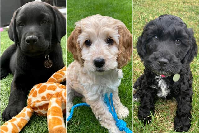 These are just some of the Hearing Dogs for Deaf People's puppies ready to be trained