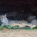 Cheetahs catch up on some beauty sleep in their dens at dusk