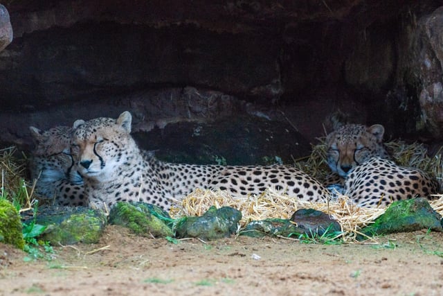 Cheetahs catch up on some beauty sleep in their dens at dusk