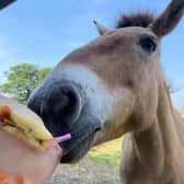 Jericho tucks into an ice lolly