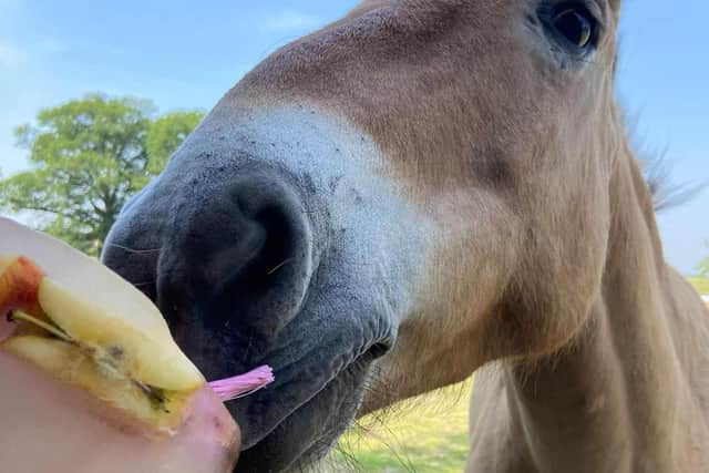 Jericho tucks into an ice lolly