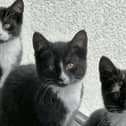Pepper, Billy and Felix