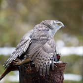A Goshawk in a Woodland Setting