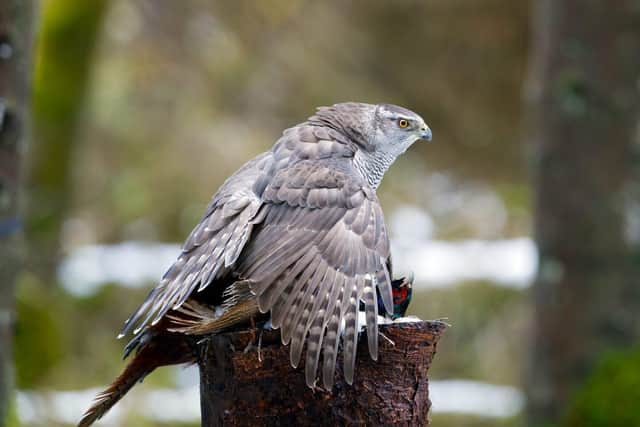 A Goshawk in a Woodland Setting