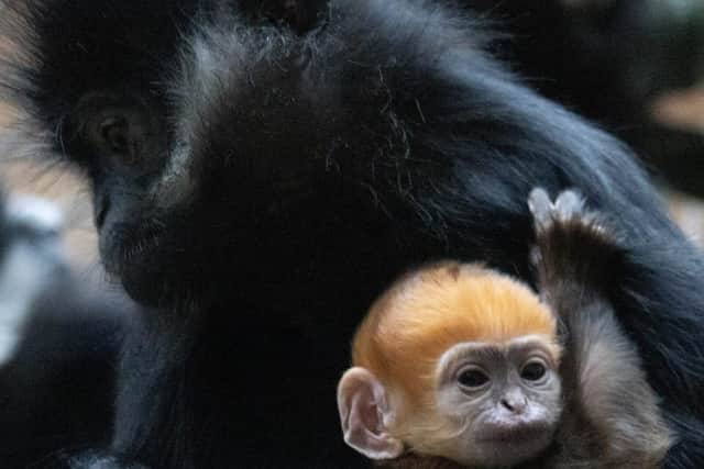Baby François’ langur born at Whipsnade Zoo.