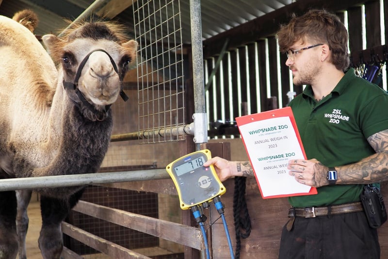 Four-year-old domestic Bactrian camel Oakley stepped onto an industrial sized set of scales