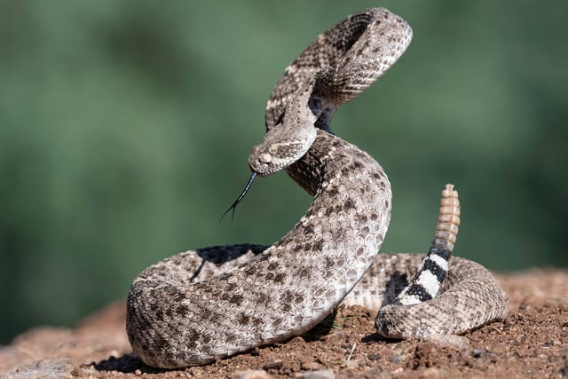 The western diamondback rattlesnake, or Texas diamond-back, is a venomous snake found in the southwestern United States and Mexico. 
The majority of snakebite fatalities in northern Mexico and the majority of snakebites in the US are due largely to this species.