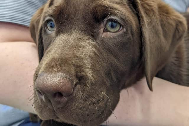 10-week-old Stanley is said to be back to his bouncy self.