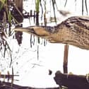 Bittern