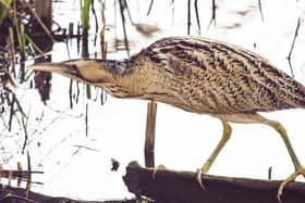 Bittern