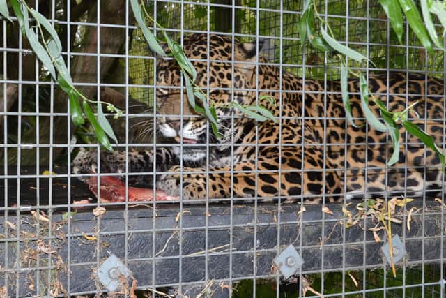 A female jaguar