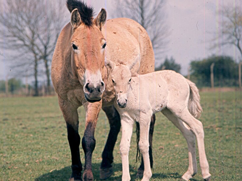 A Przewalski horse and foal