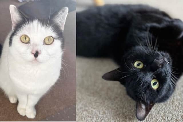 Sookie (left) and Quincy
