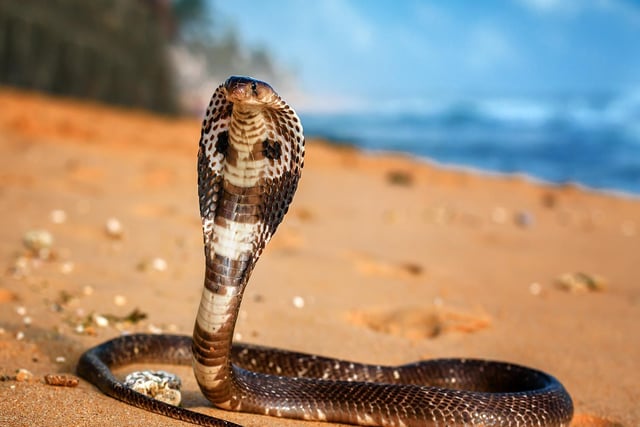 Known by its scientific name of Ophiophagus hannah, the King Cobra is species of venomous snake commonly found to jungles in Southern and Southeast Asia.
It is distinguishable from other cobras by its size and intricate neck patterns.