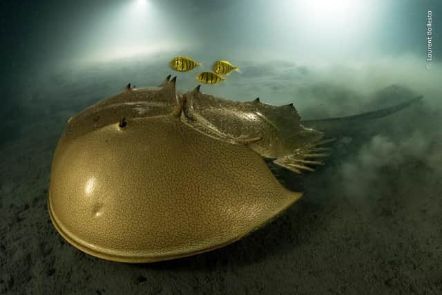 An endangered horseshoe crab by Grand Title winner Laurent Ballesta.