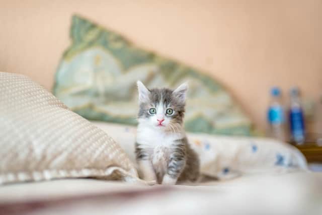 Photo by Kote Puerto on Unsplash