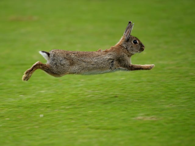Head to Rectory Lane Cemetery for a special Easter event by AgeUK Dacorum this Saturday. 

Children can go on a trail and discover to clues that lead to a chocolate egg.

Saturday April 16 at 10am.