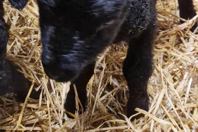 Lambs at Oaklands College