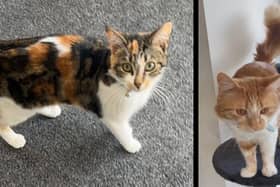 Gizmo and Zara