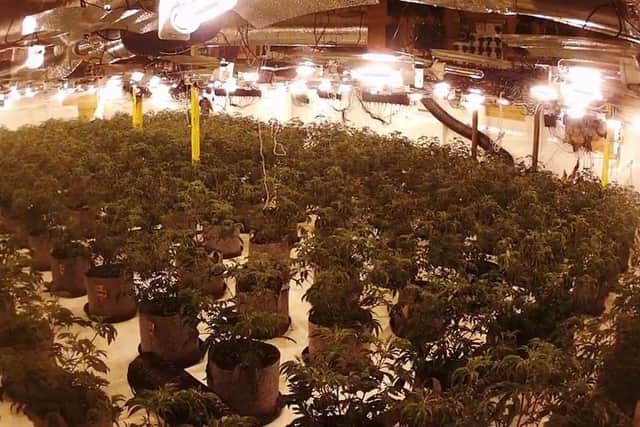 Police say so-called cannabis factories can be a danger to communities. Image: Hertfordshire Police