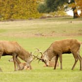 Deer rutting