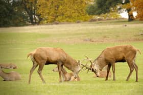 Deer rutting