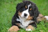 Dogs across the South East are ready for some tail wagging fun this bank holiday