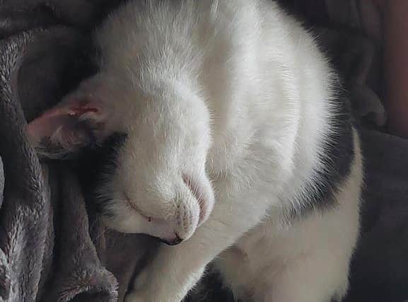 Do you have a space in your heart and home for Mo?