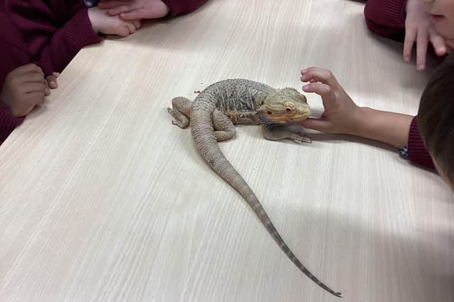 Sir Isaac Newton, the bearded dragon