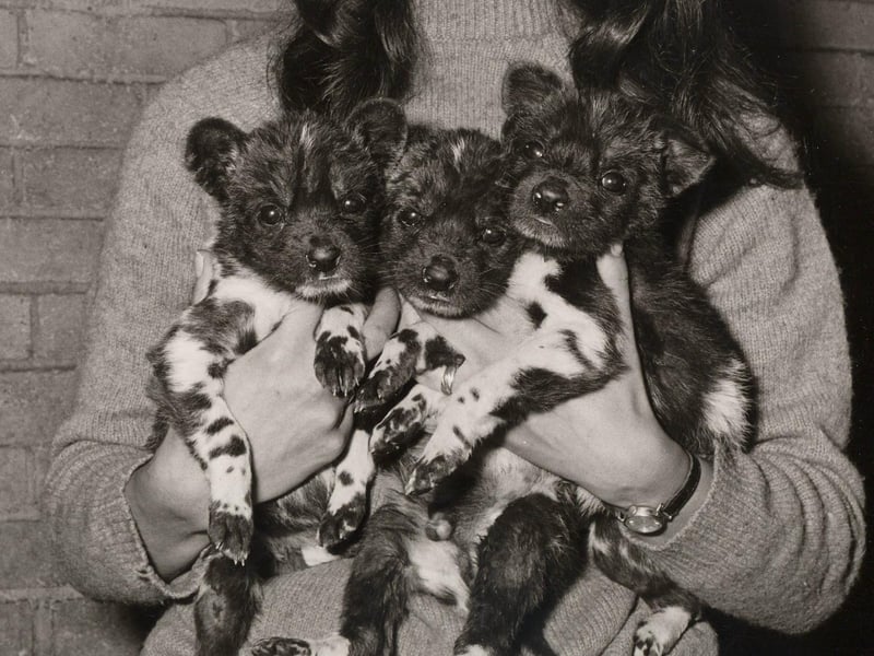 African wild dogs born at Whipsnade