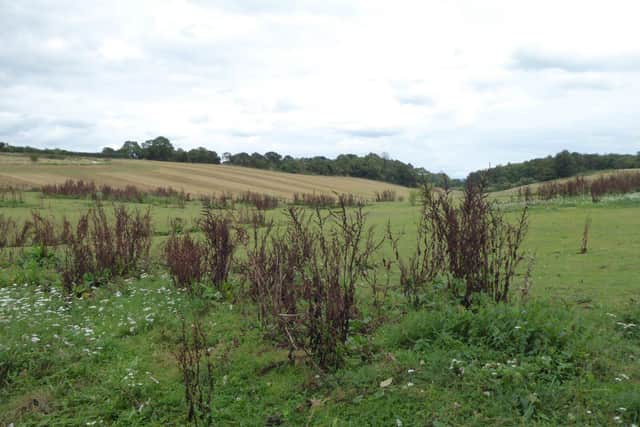 Some of the land saved from development