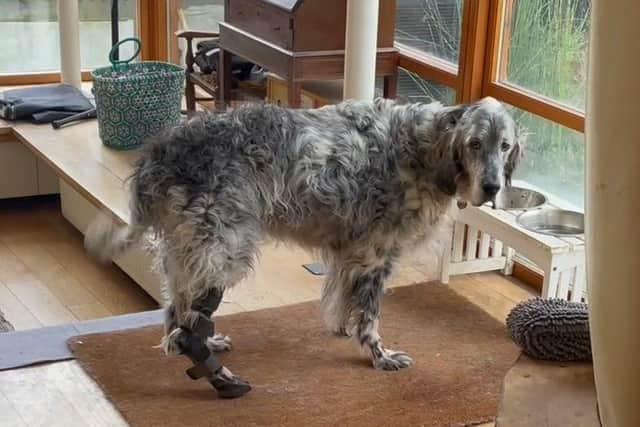 Wooster is now happily back at his Hemel Hampstead home.
