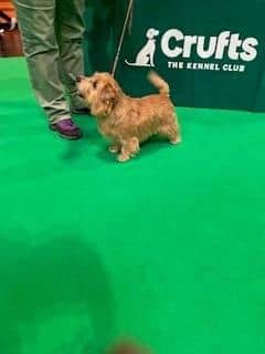 The winner of Best Boy in the Norfolk Terrier Post Graduate Dog Class