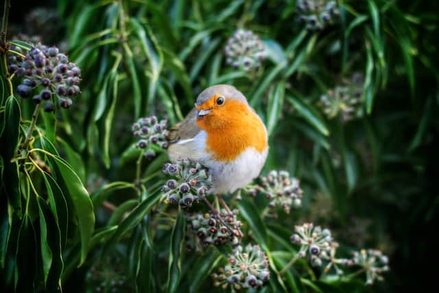 Wildlife photo by Andrew Alexander on Unsplash