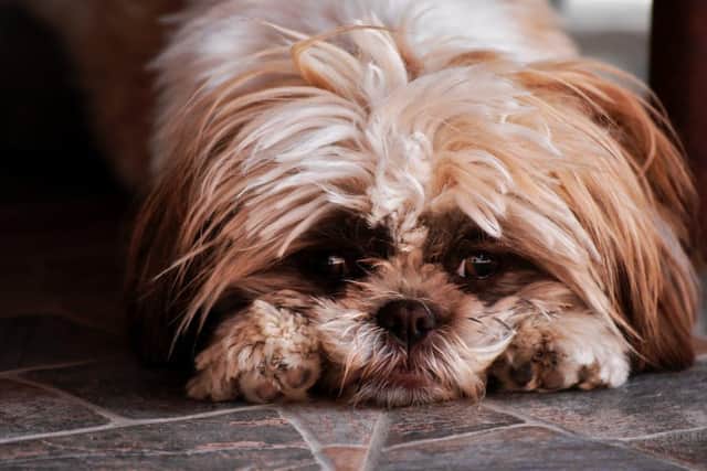 Dogs can suffer from trauma even if they appear calm at the time - Animal News Agency