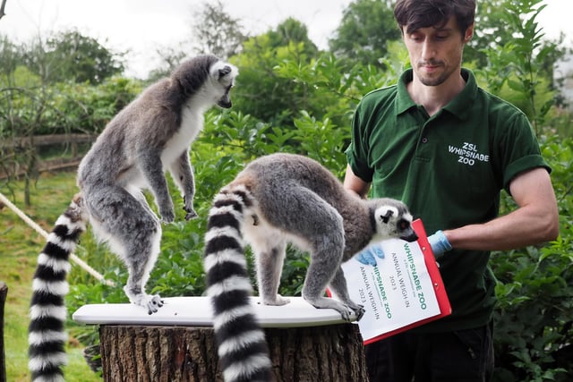 Slices of sweet potato coaxed the ring tailed lemurs onto the scales